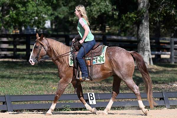 flashy-quarter-horse