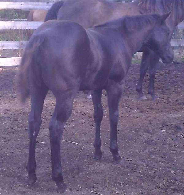 black-none-horse