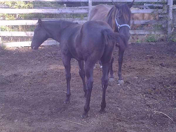 affordable-quarter-horse