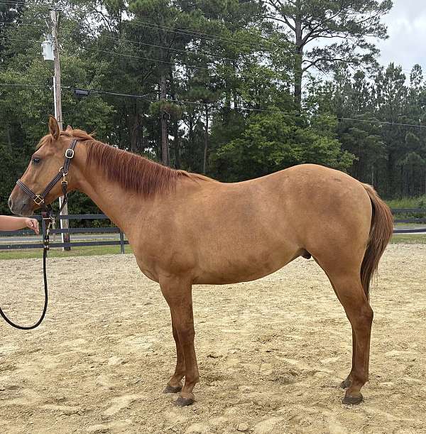 dun-colt-for-sale