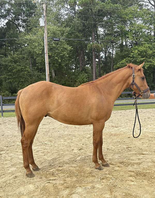 dun-quarter-horse-colt