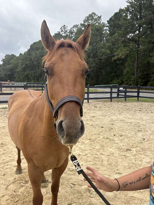 14-hand-quarter-horse-colt