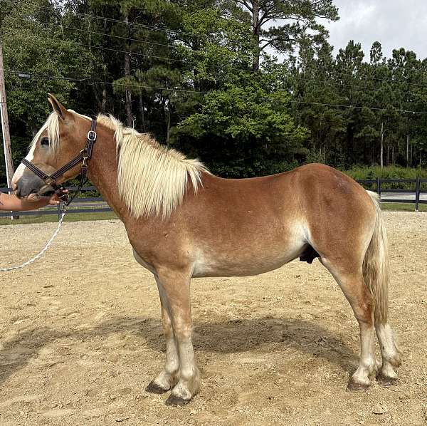 13-hand-haflinger-colt