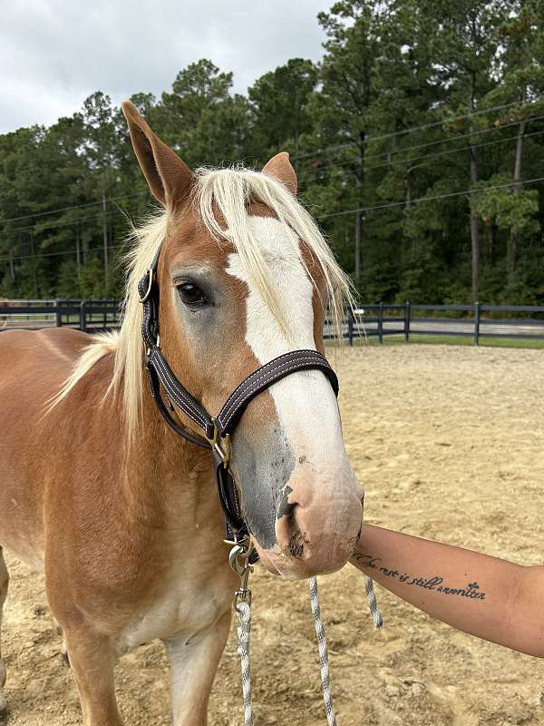 sorrel-colt-for-sale