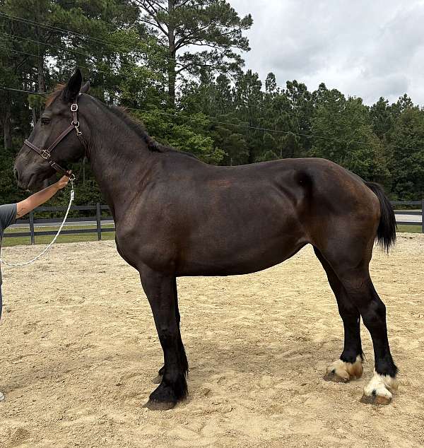 black-mare-for-sale