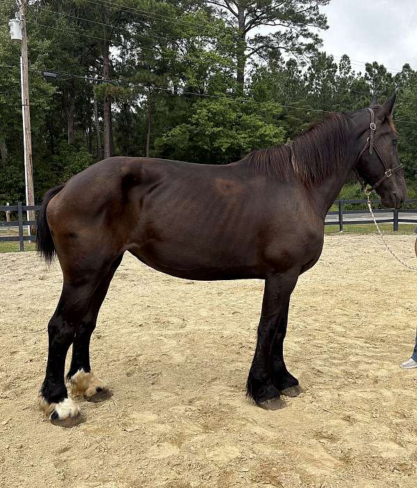black-percheron-mare