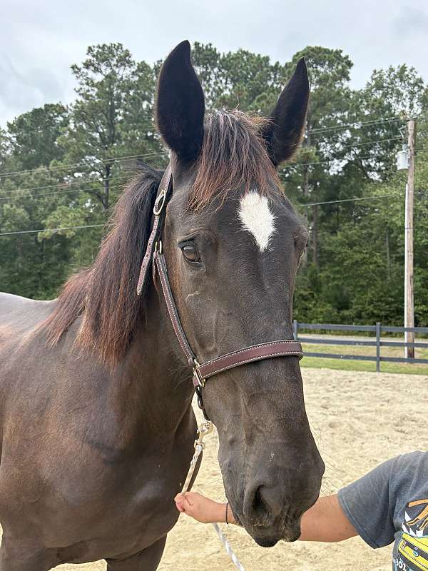 17-hand-percheron-mare