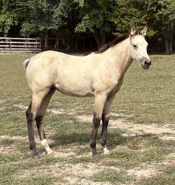 ptha-pinto-filly