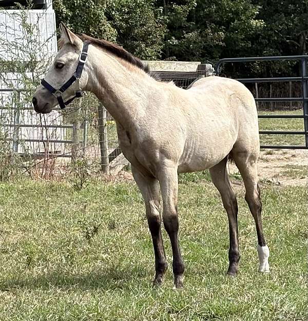 all-around-pinto-horse