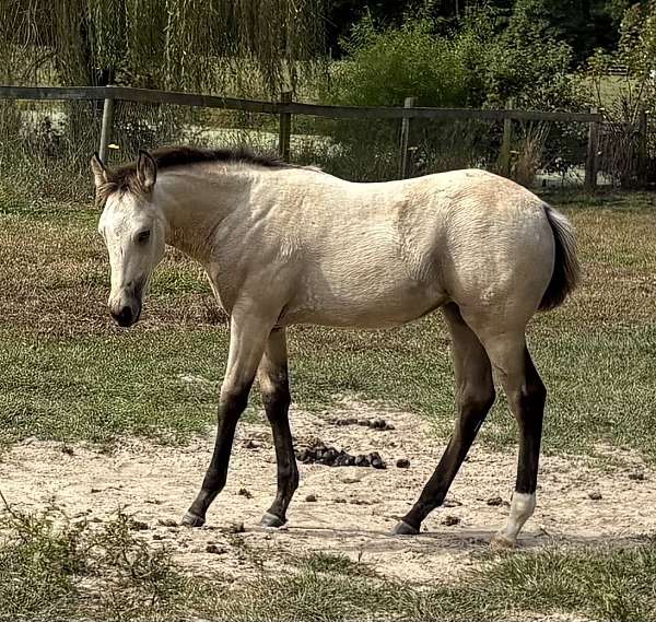 athletic-pinto-horse