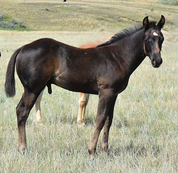 montana-horse-quarter