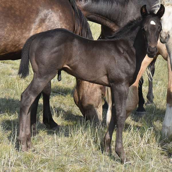 eastern-montana-quarter-horse