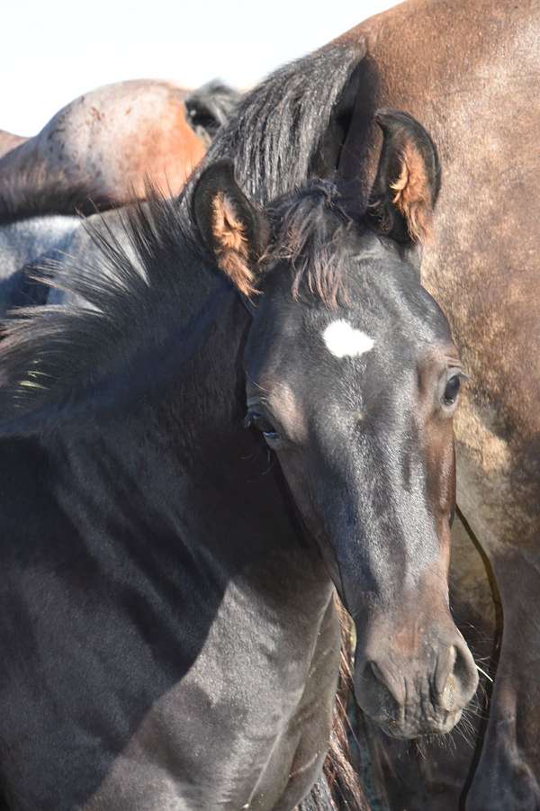 eastern-montana-horse