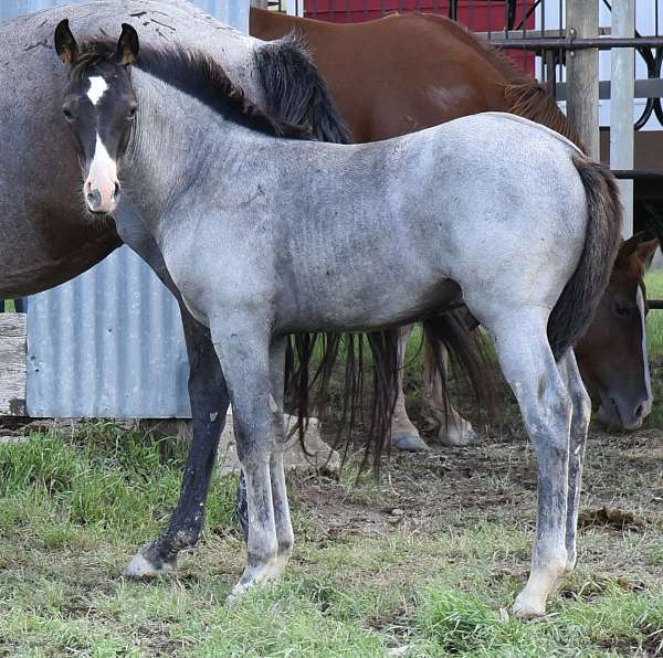 cat-smart-boonsmal-quarter-horse