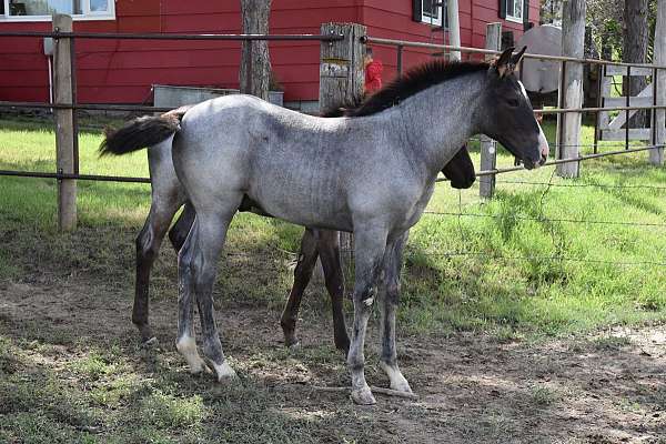 blue-roan-stallion-for-sale-horse