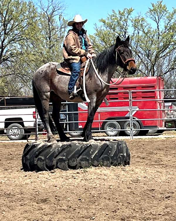 bay-roan-mare-for-sale
