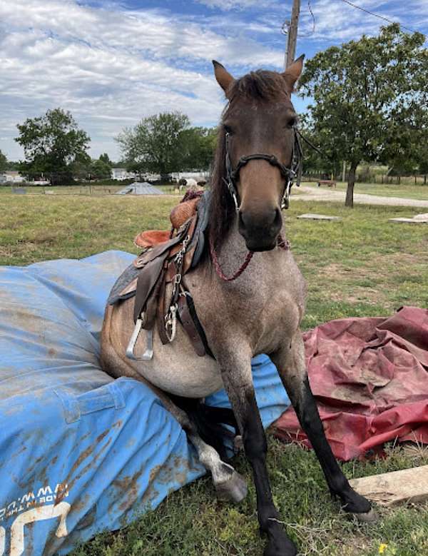 13-hand-mustang-mare