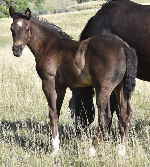smokey-black-star-socks-horse
