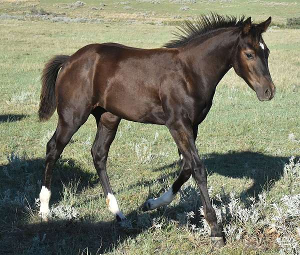 mahlstedtt-quarter-horse
