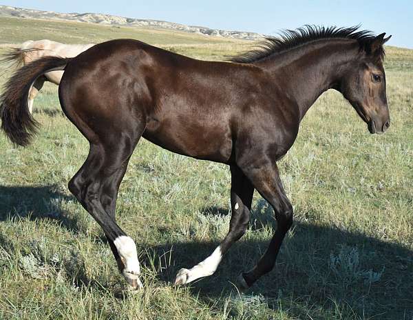 mahlstedtt-horse