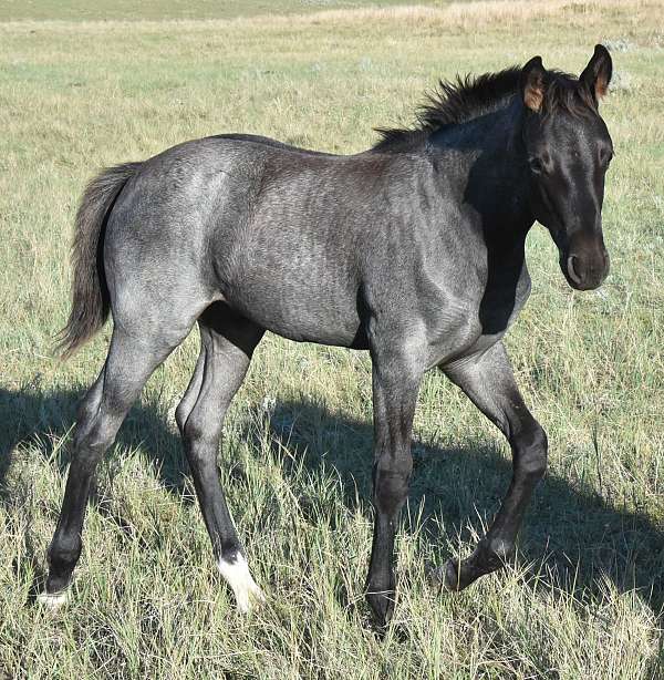 hind-half-socks-horse