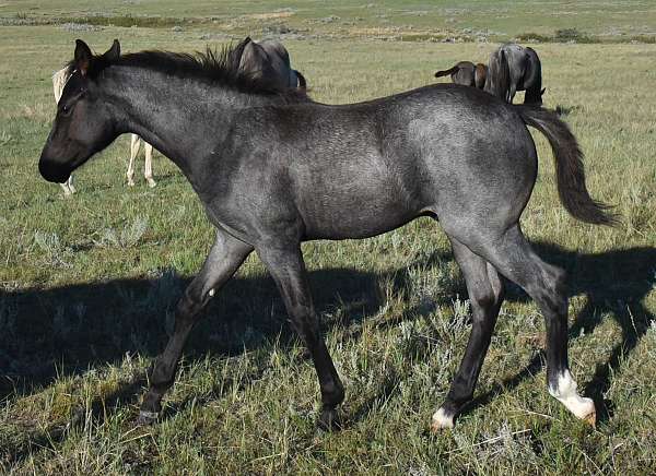 blue-roan-hind-half-socks-horse