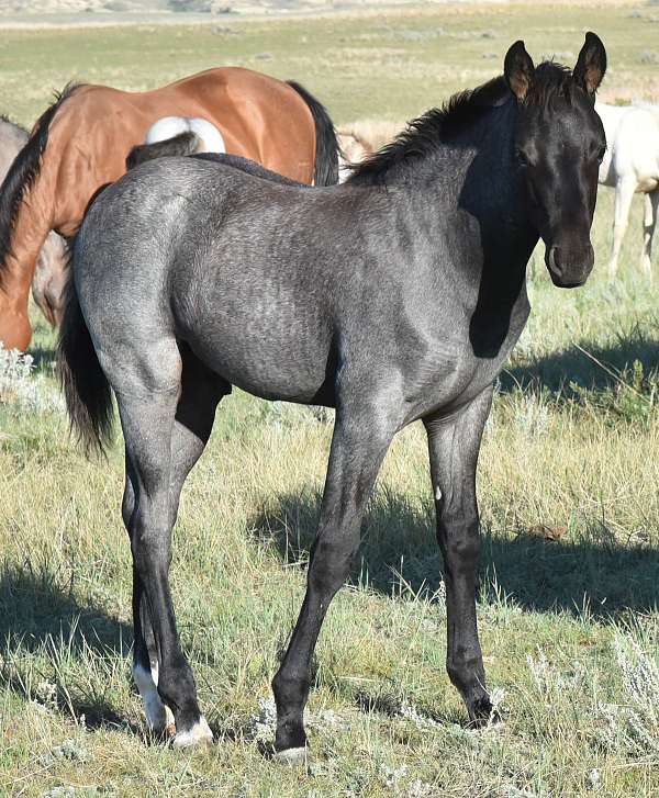 hind-half-socks