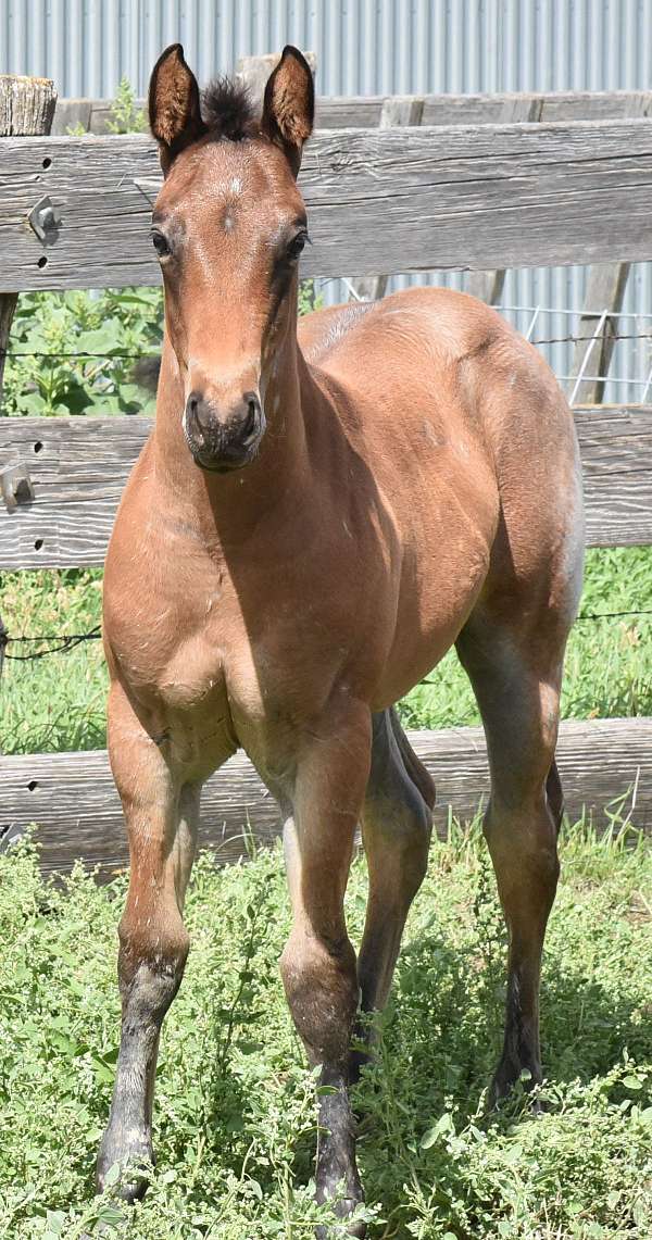 cropout-colt
