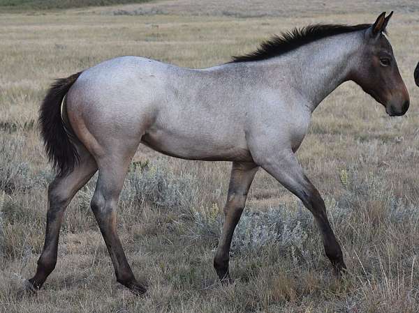cropout-producer-colt