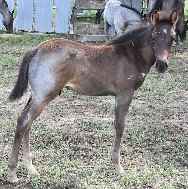 blue-roan-hind-sock-star-horse