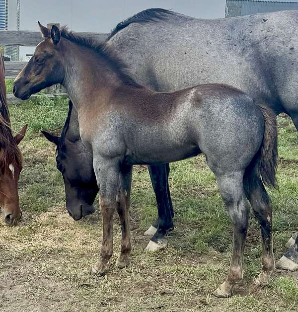 colonel-doc-bar-chex-quarter-horse