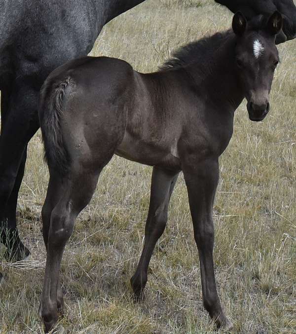 montana-horse-filly