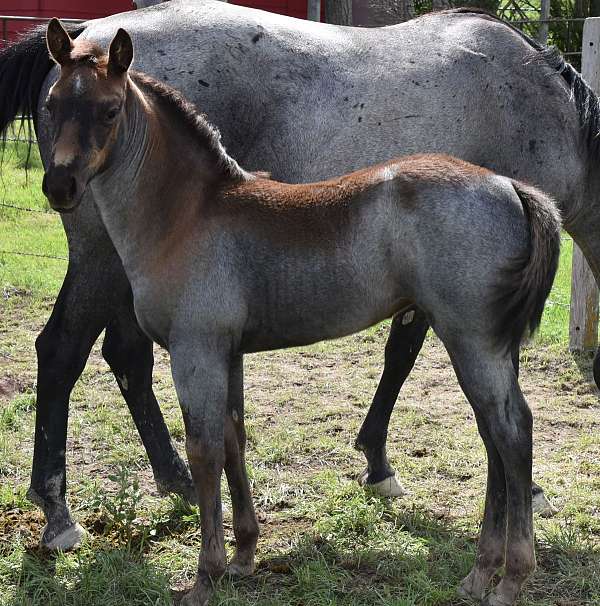 eastern-montana-filly