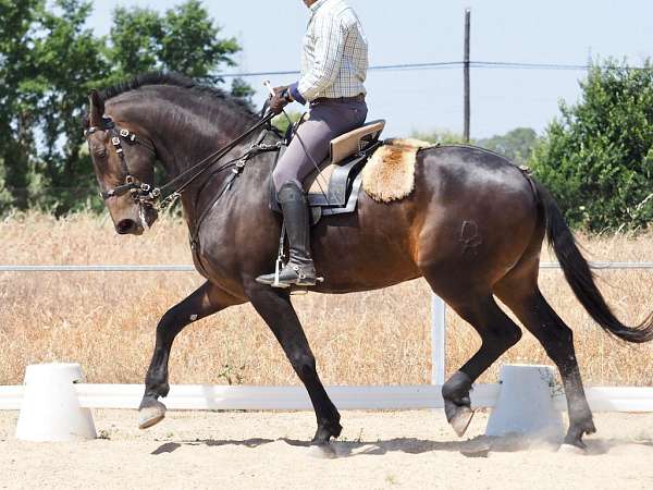 luso-friesian-horse