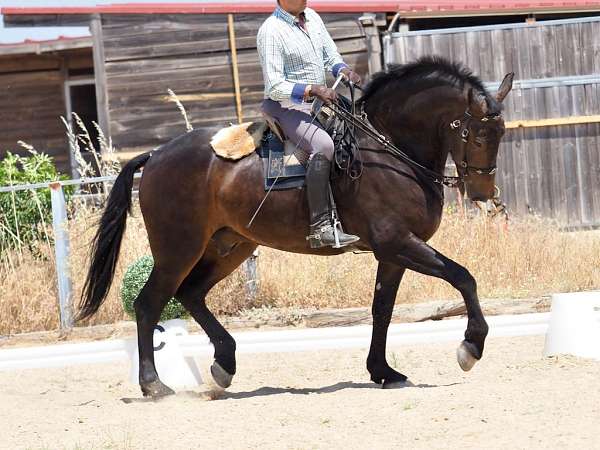 luso-friesian-friesian-lusitano-horse