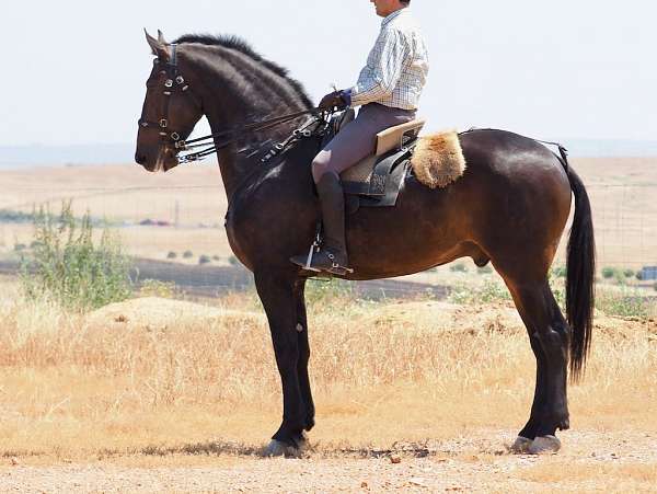 gelding-friesian-lusitano-horse