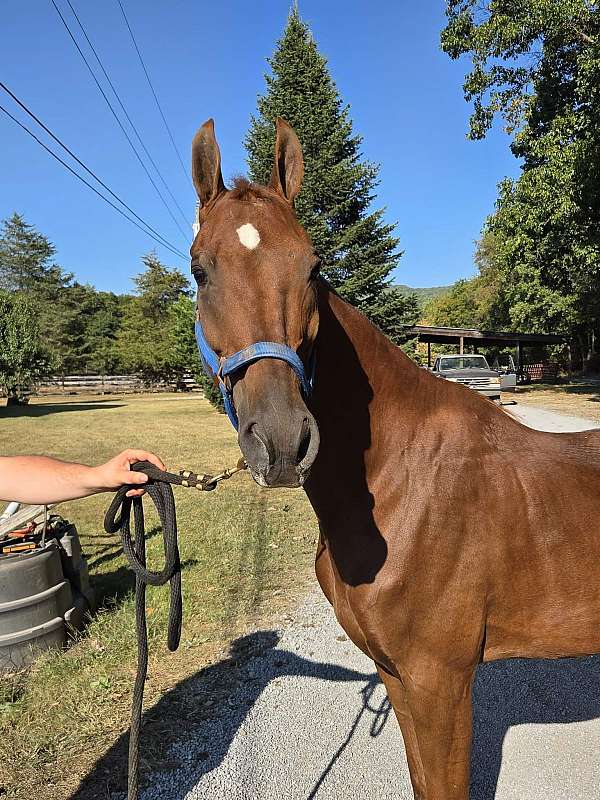 fancy-saddlebred-horse