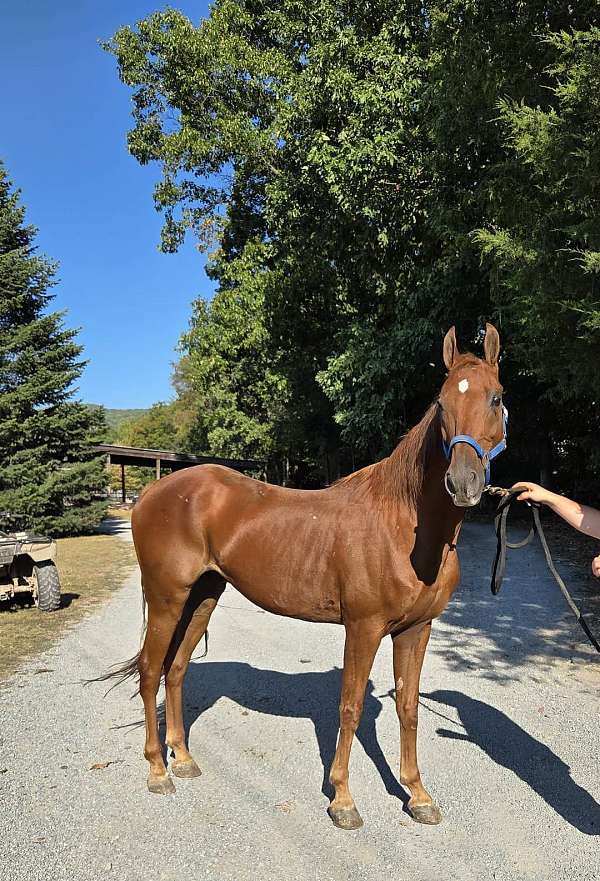 pretty-saddlebred-horse