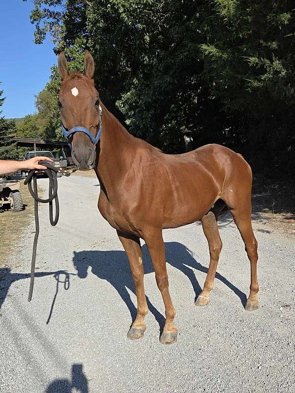 out-on-parole-saddlebred-horse