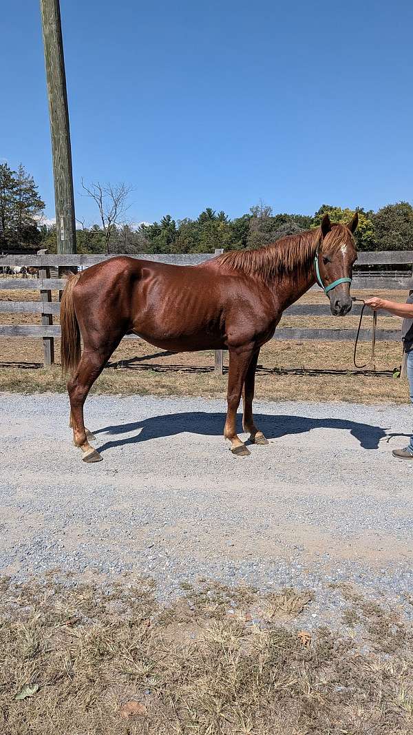 stud-gelding