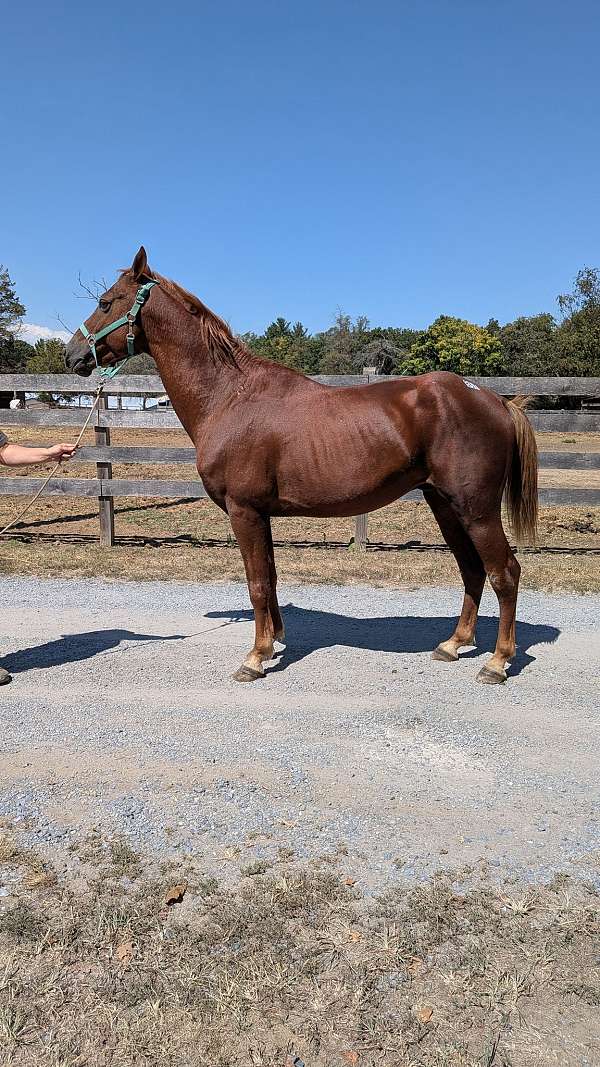 stud-horse