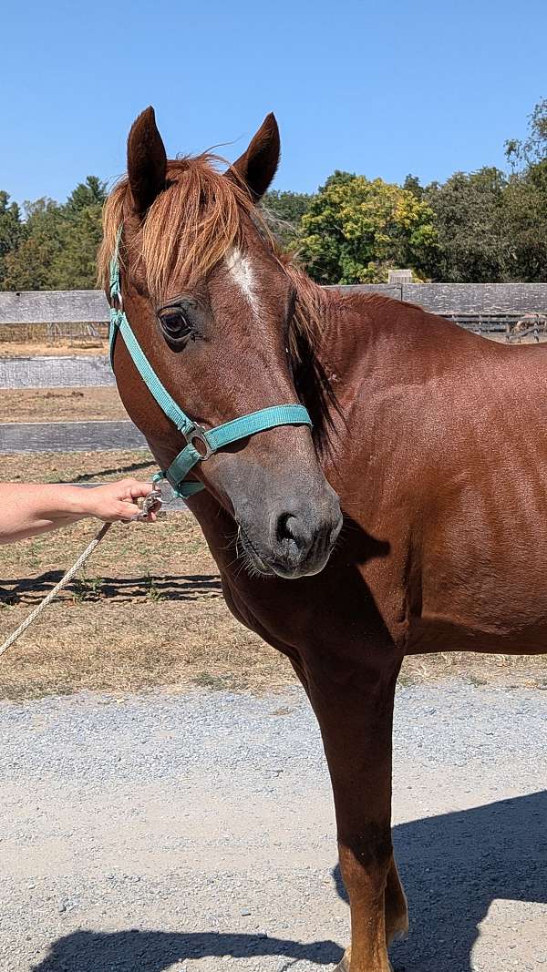 project-horse