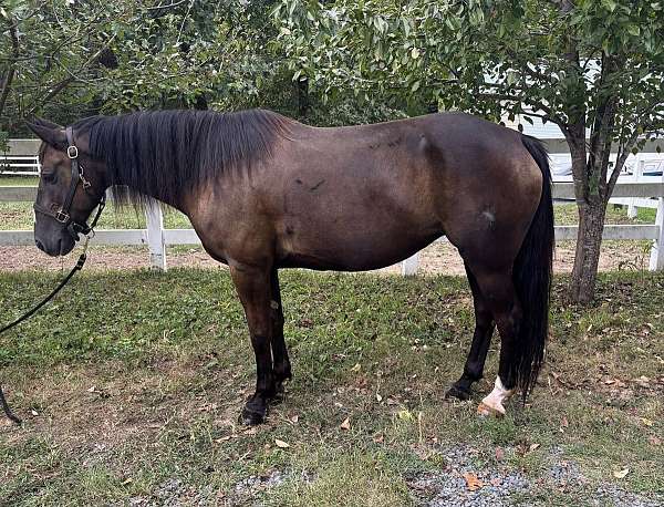 athletic-morgan-horse