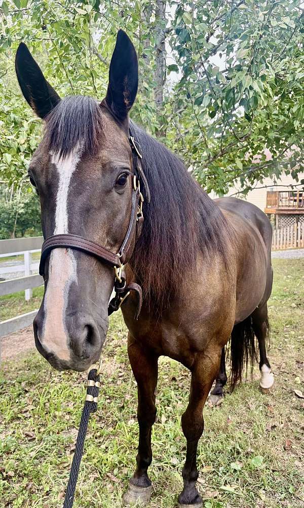 breeding-morgan-horse