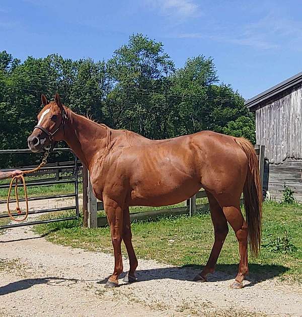 breeding-thoroughbred-horse