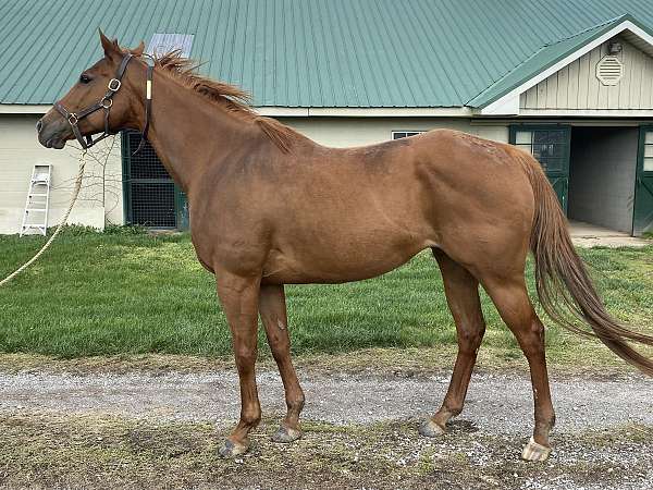 breeding-thoroughbred-horse