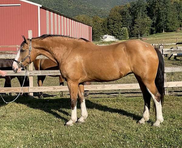 all-around-draft-horse