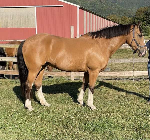 beginner-draft-horse