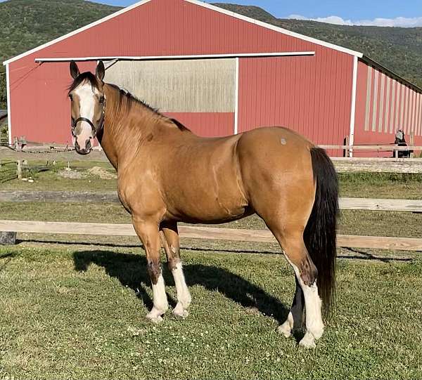 cross-draft-horse