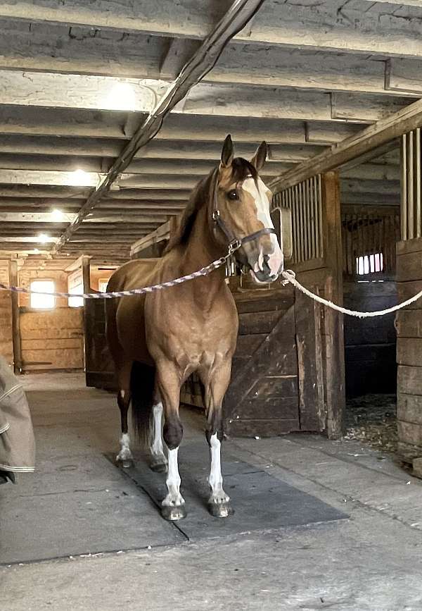 clear-draft-horse